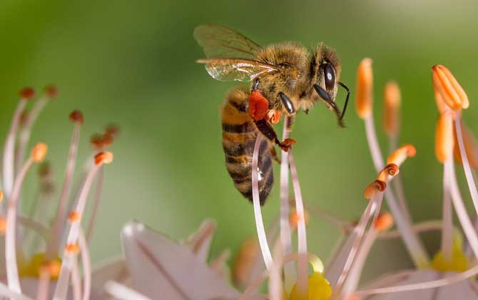 蜜蜂會發現蜜沒了嗎? 蜜蜂