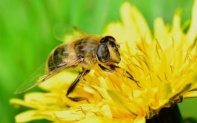 蜜蜂一年四季都產(chǎn)蜜嗎? 蜜蜂