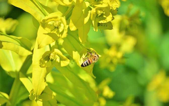 被蜜蜂蟄了怎么消腫止癢? 蜜蜂