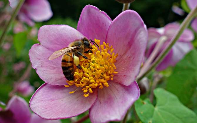 被蜜蜂蟄多久過危險期? 蜜蜂