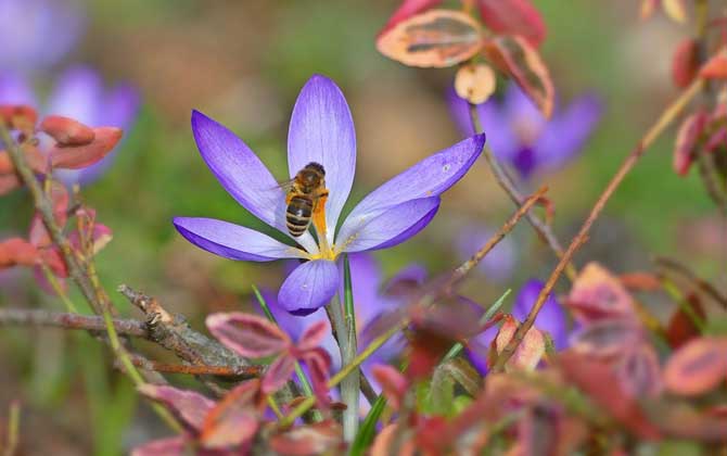 有關蜜蜂的知識有哪些? 蜜蜂