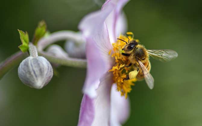 蜜蜂的一生是怎樣度過(guò)的? 蜜蜂