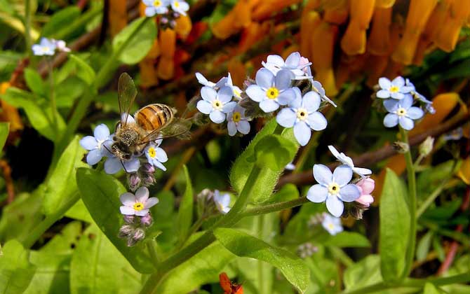 蜜蜂的一生是怎樣度過(guò)的? 蜜蜂