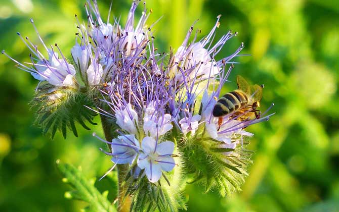蜜蜂的一生是怎樣度過(guò)的? 蜜蜂
