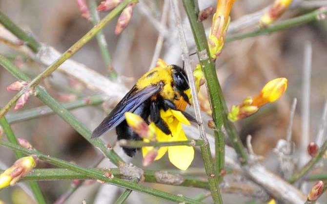 木蜂和熊蜂的區別 木蜂