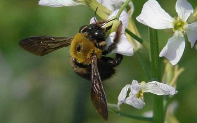 木蜂的種類及圖片大全 木蜂
