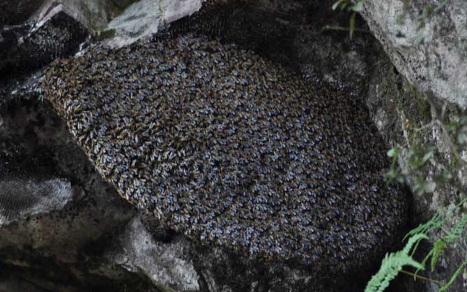 小蜜蜂和大蜜蜂的區(qū)別 大蜜蜂