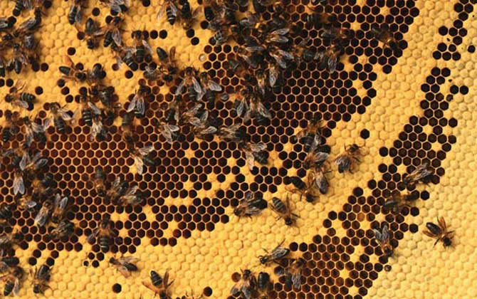 小蜜蜂和大蜜蜂的區(qū)別 大蜜蜂