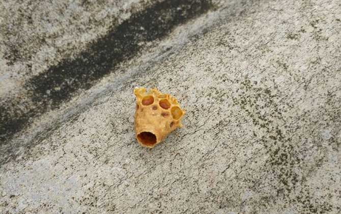 蜜蜂王臺(tái)是怎么形成的? 蜜蜂王臺(tái)