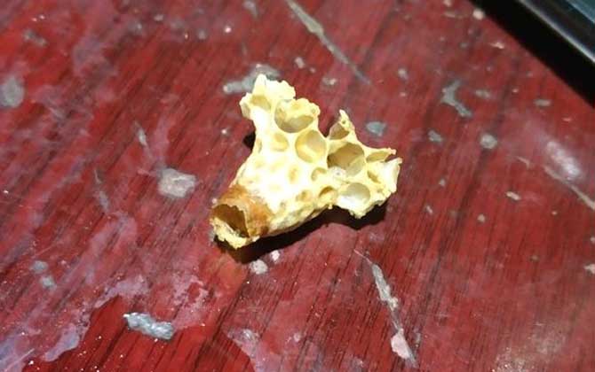 蜜蜂王臺(tái)是怎么形成的? 蜜蜂王臺(tái)