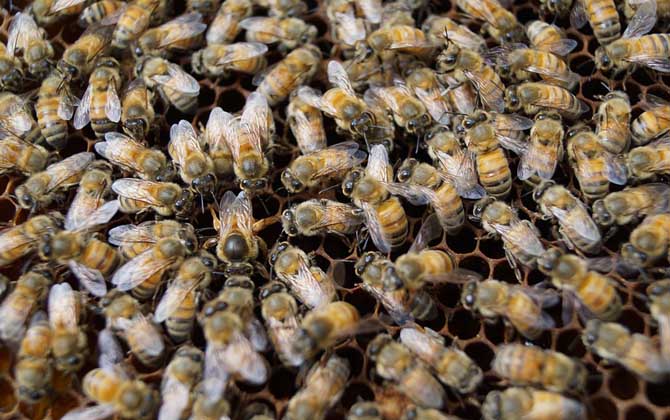 蜂群中雄蜂太多是什么原因? 雄蜂