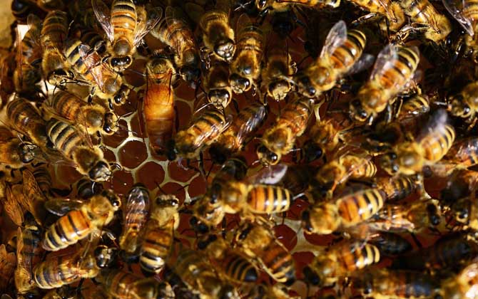 雄蜂從卵到出房要多少天? 蜜蜂