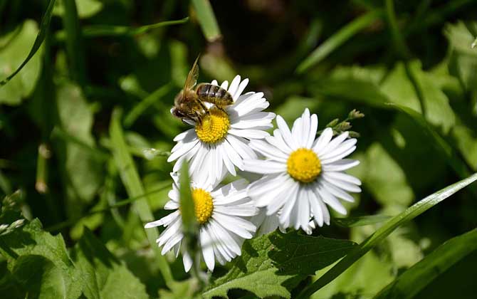 蜜蜂滅絕了世界會(huì)怎樣? 蜜蜂
