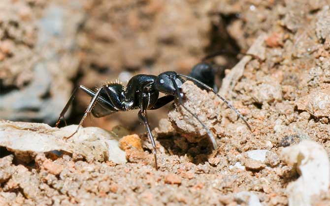 蜜蜂和螞蟻有什么區(qū)別? 螞蟻