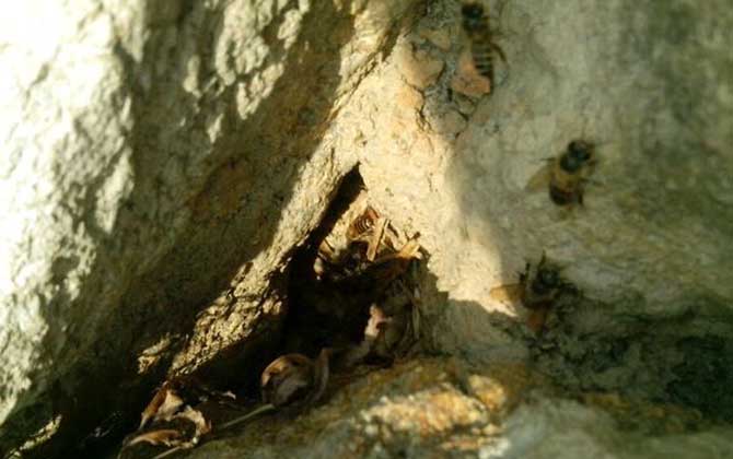 野生蜜蜂什么時(shí)候分蜂? 野生蜜蜂