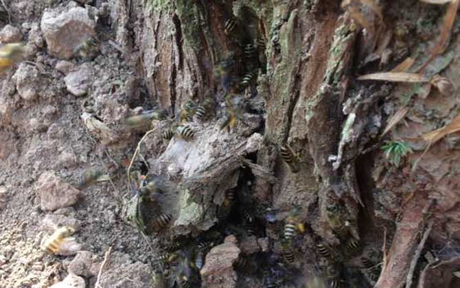 野生蜜蜂什么時(shí)候分蜂? 野生蜜蜂
