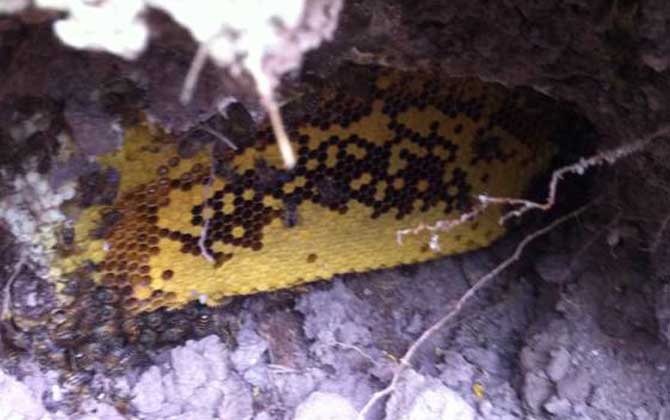 野生蜜蜂什么時(shí)候分蜂? 野生蜜蜂