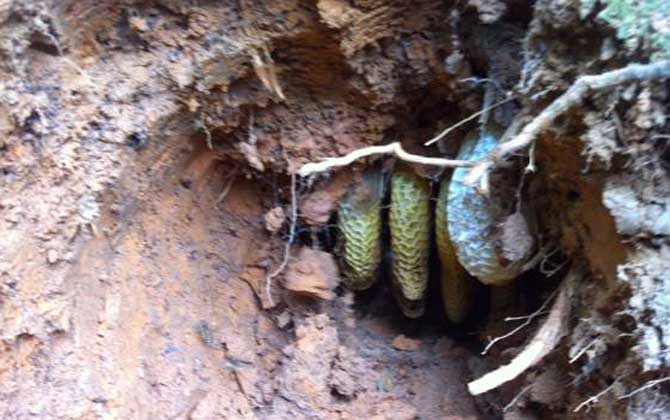 野生蜜蜂什么時(shí)候分蜂? 野生蜜蜂