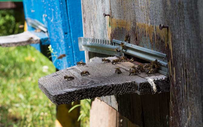 怎么辨認是不是偵查蜂? 偵查蜂