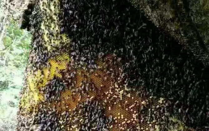 黑大蜜蜂是什么蜂? 黑大蜜蜂