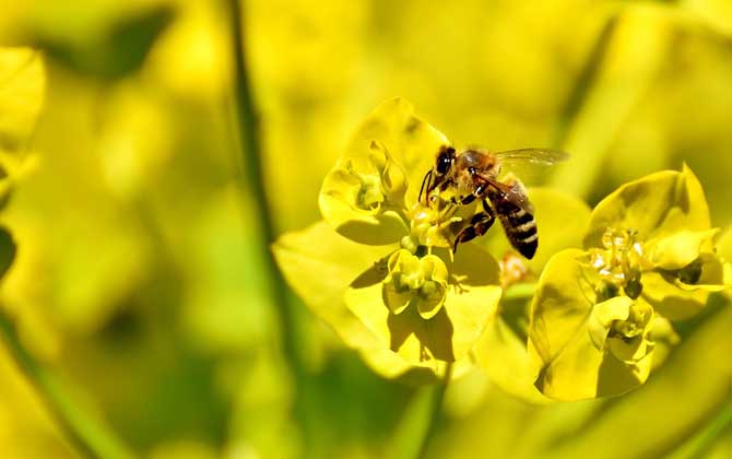普通工蜂和偵查蜂怎么區分? 工蜂