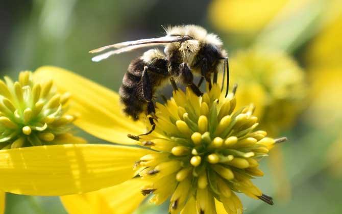 普通工蜂和偵查蜂怎么區分? 工蜂
