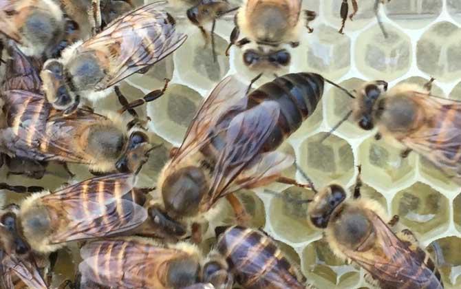 工蜂是怎么殺死老蜂王的? 蜂王