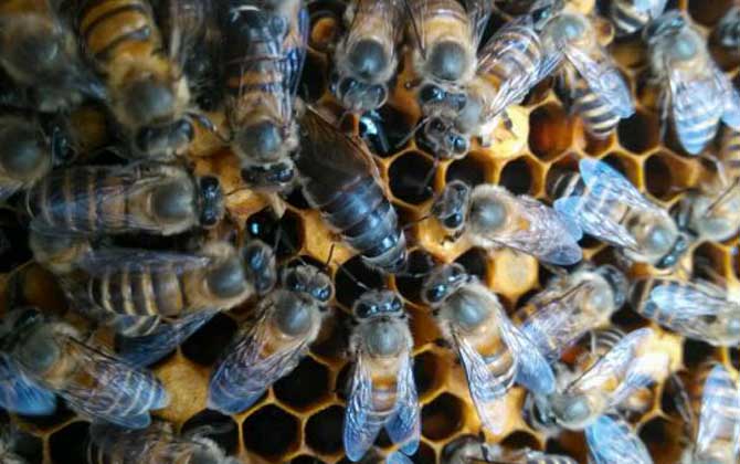 工蜂是怎么殺死老蜂王的? 蜂王