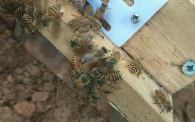 分蜂是老王走還是新王走? 分蜂