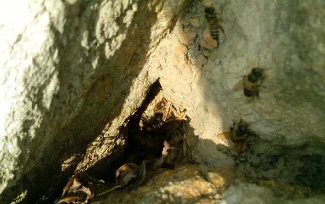 偵查蜂會提前幾天找窩? 偵查蜂