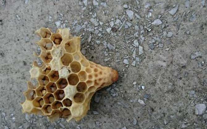 王臺封蓋后幾天會自然分蜂? 王臺