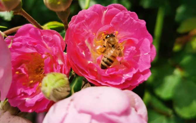 打死一只蜜蜂會報復嗎? 蜜蜂