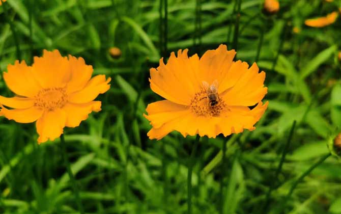 打死一只蜜蜂會報復嗎? 蜜蜂