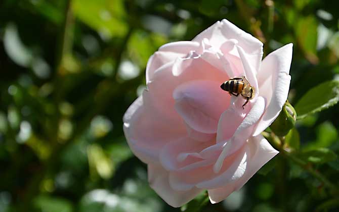蜜蜂蟄了用牙膏能消腫止癢嗎? 蜜蜂