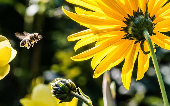 蜜蜂多少度會凍死? 蜜蜂
