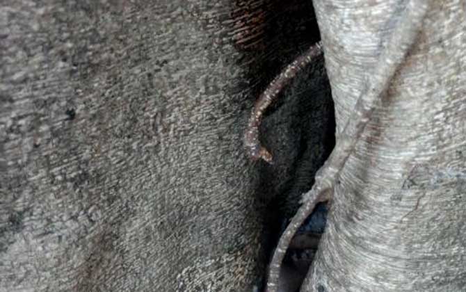 偵查蜂來后又不來了是什么原因? 偵查蜂