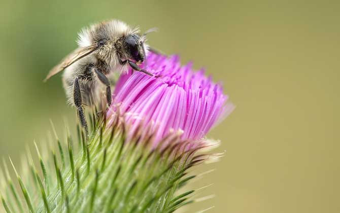 蜜蜂蟄了2天又腫又癢怎么辦? 蜜蜂