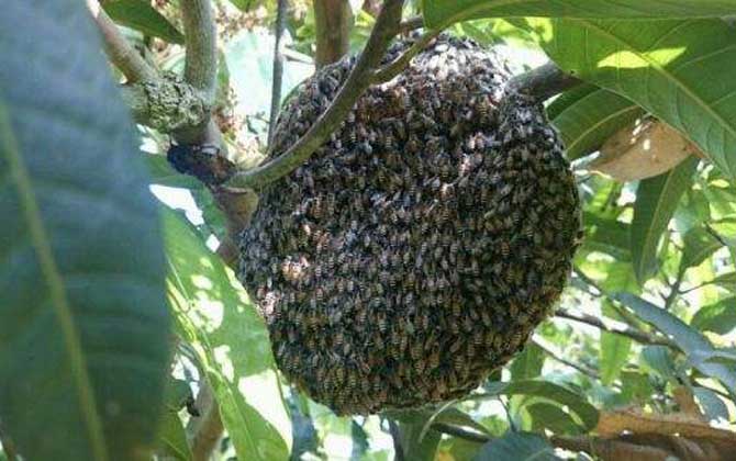 黑小蜜蜂能人工養殖嗎? 黑小蜜蜂