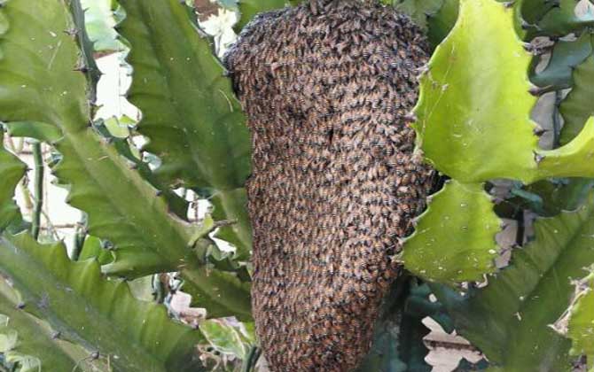 黑小蜜蜂能人工養殖嗎? 黑小蜜蜂