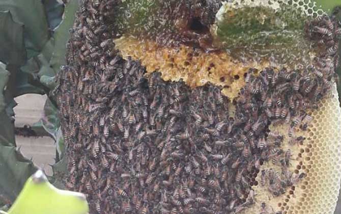 黑小蜜蜂能人工養殖嗎? 黑小蜜蜂