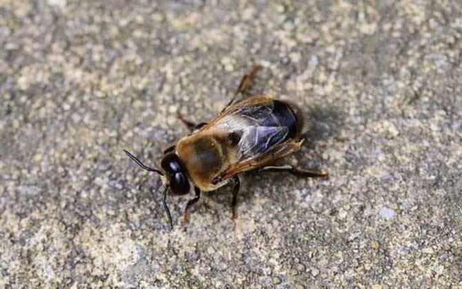 黑蜂是什么蜂? 雄蜂