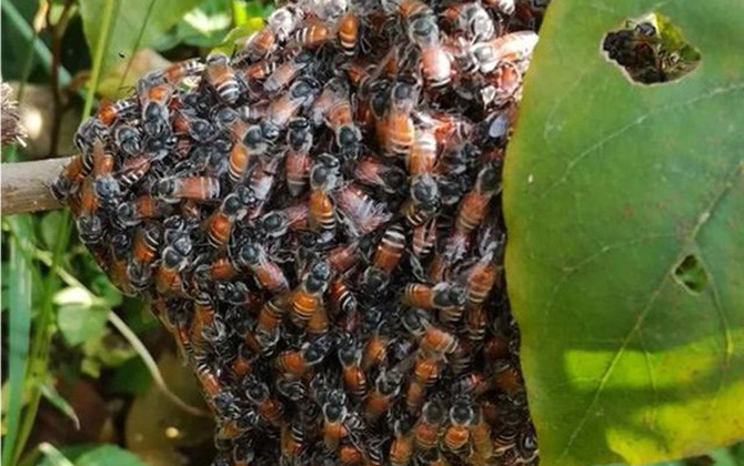 黑蜂是什么蜂? 黑小蜜蜂