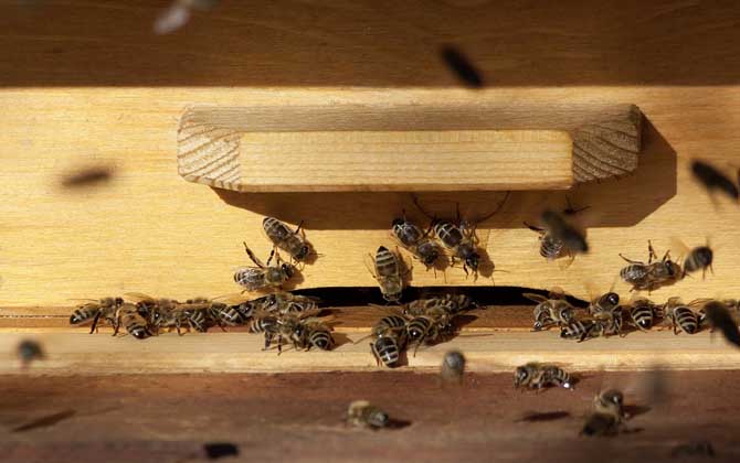 蜜蜂科學(xué)養(yǎng)殖技術(shù) 蜜蜂養(yǎng)殖技術(shù)