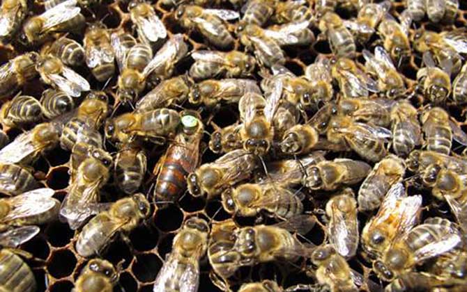 東北黑蜂可以定點養嗎? 東北黑蜂