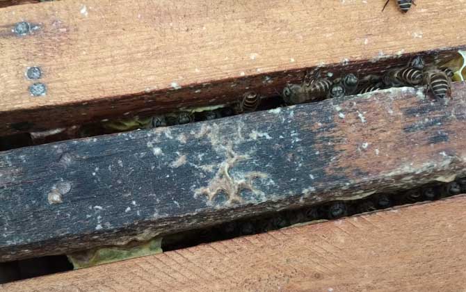 空蜂箱怎么引來蜜蜂? 空蜂箱怎么引蜜蜂