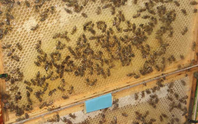 蜜蜂春繁管理技術 蜜蜂春繁技術