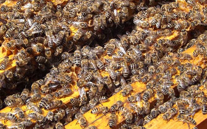 蜜蜂春繁管理技術 蜜蜂春繁技術