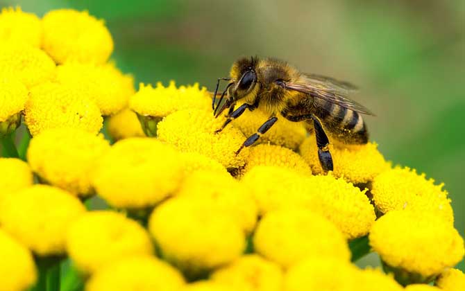 怎樣才能找到野生蜜蜂窩? 野生蜜蜂