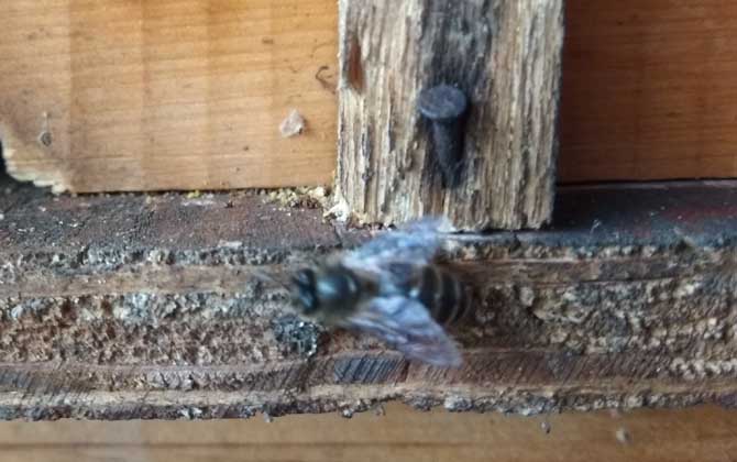 怎樣才能養(yǎng)好中華蜜蜂? 中華蜜蜂