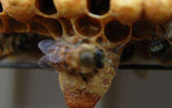 王臺天數變化過程表 王臺